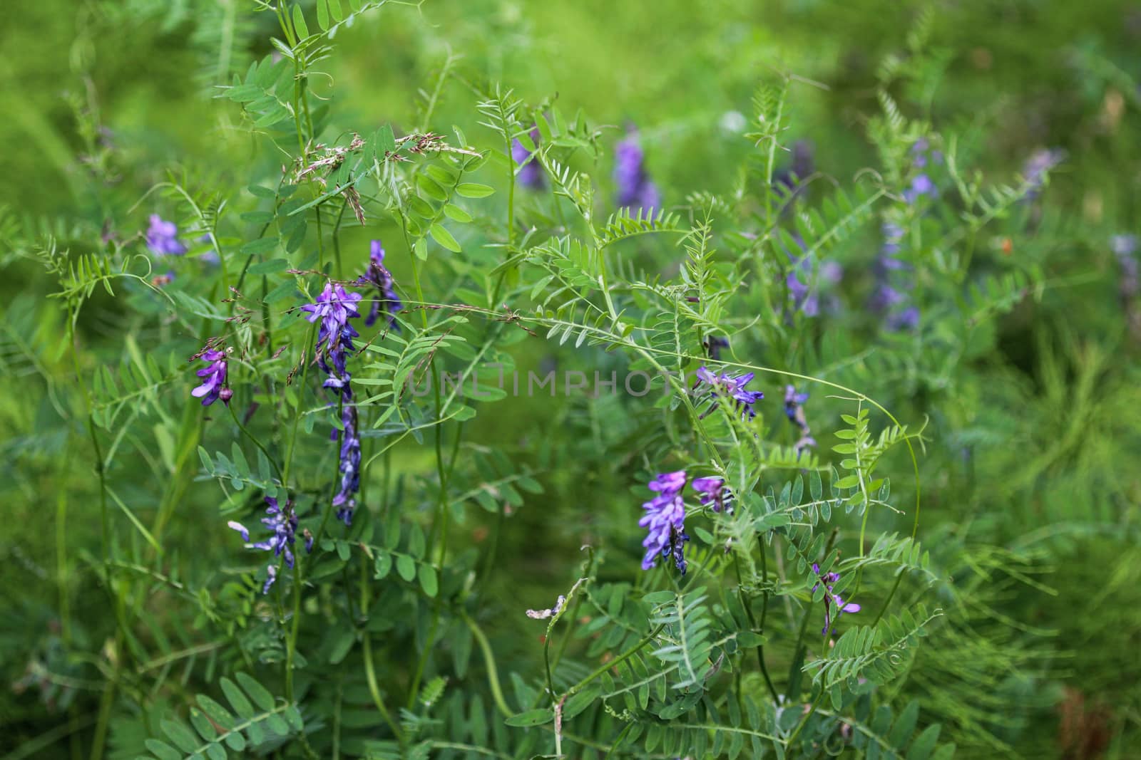 Close up of Vicia villosa flower, known as the hairy vetch, fodder vetch or winter vetch