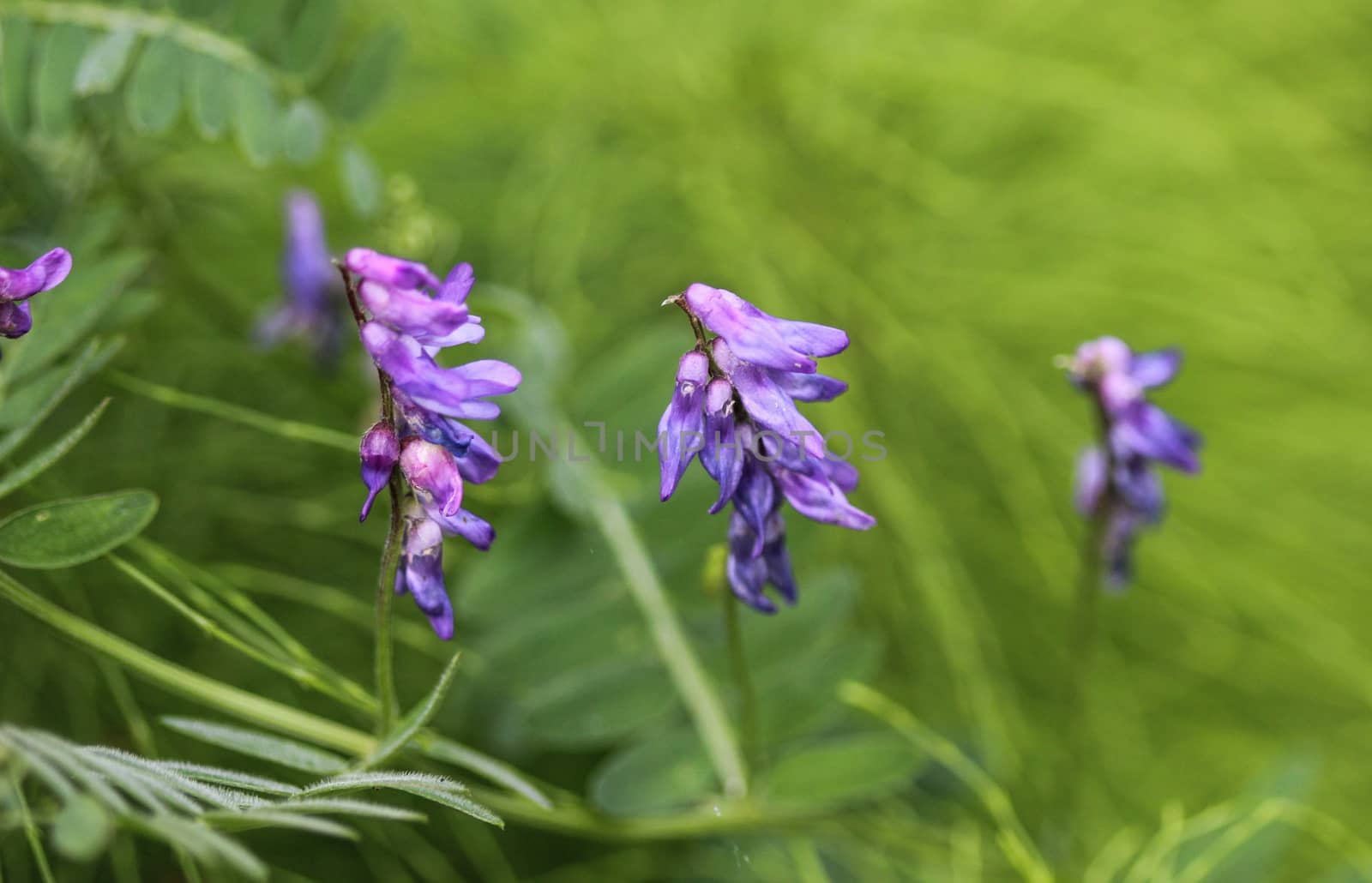 Close up of Vicia villosa flower, known as the hairy vetch, fodder vetch or winter vetch