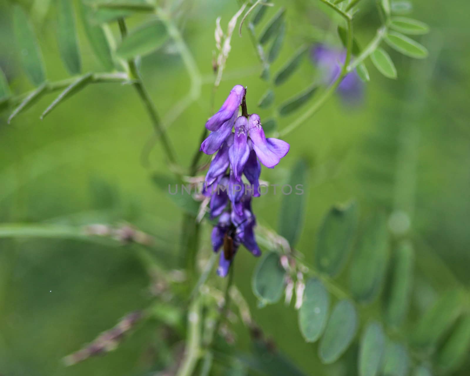 Close up of Vicia villosa flower, known as the hairy vetch, fodder vetch or winter vetch