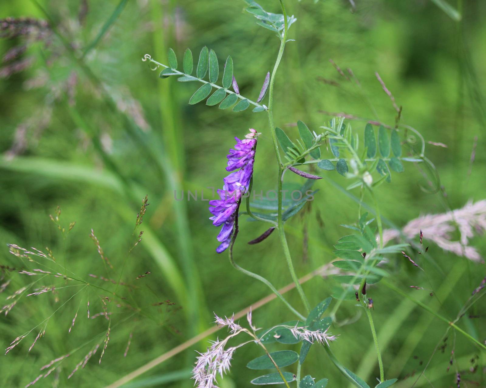 Close up of Vicia villosa flower, known as the hairy vetch, fodder vetch or winter vetch