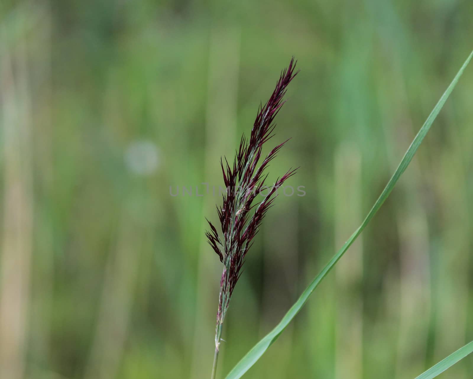 close up of Phragmites australis, also called common reed or reed