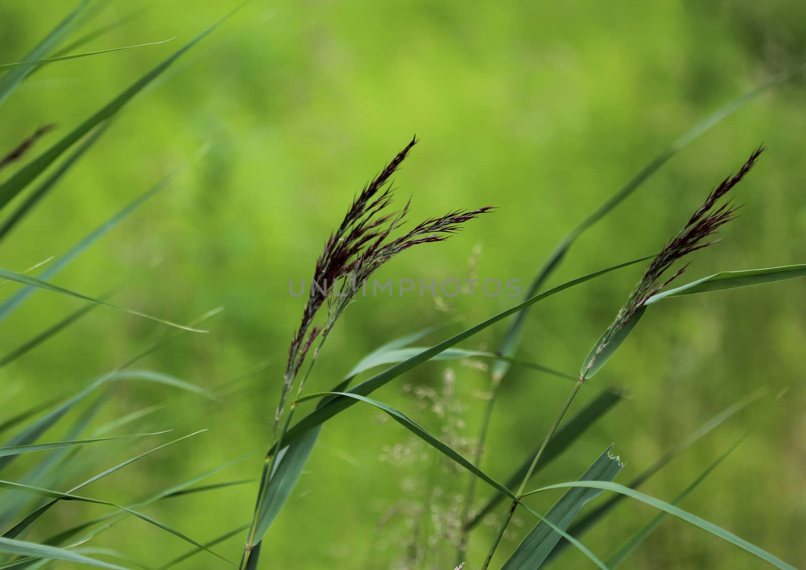 Phragmites australis, also called common reed or reed by michaelmeijer