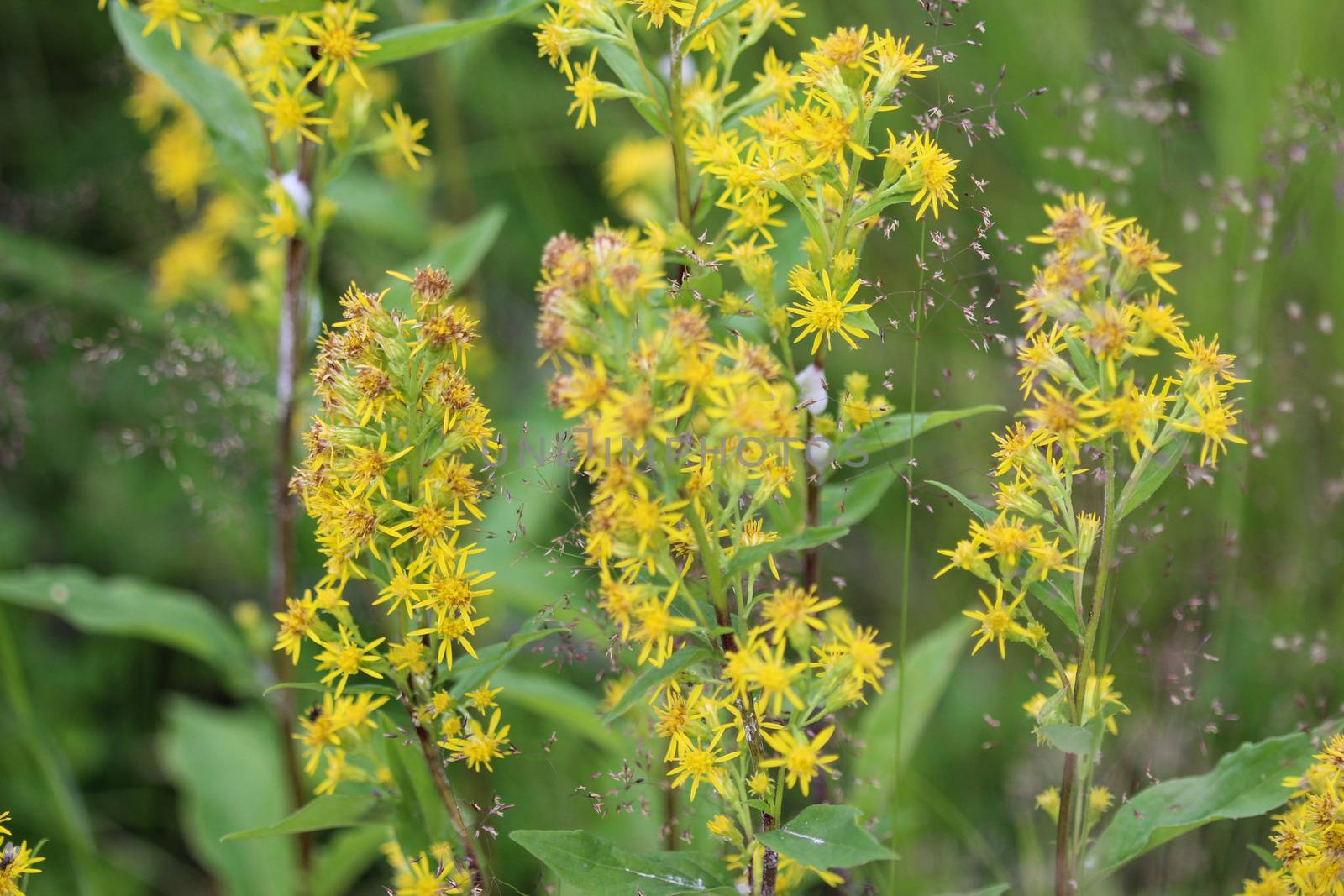 Close up of Solidago virgaurea, common called European goldenrod or woundwort