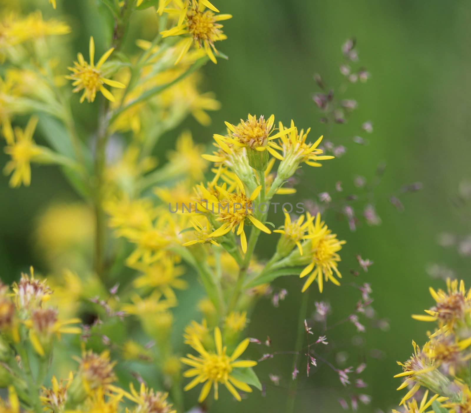 Close up of Solidago virgaurea, common called European goldenrod or woundwort