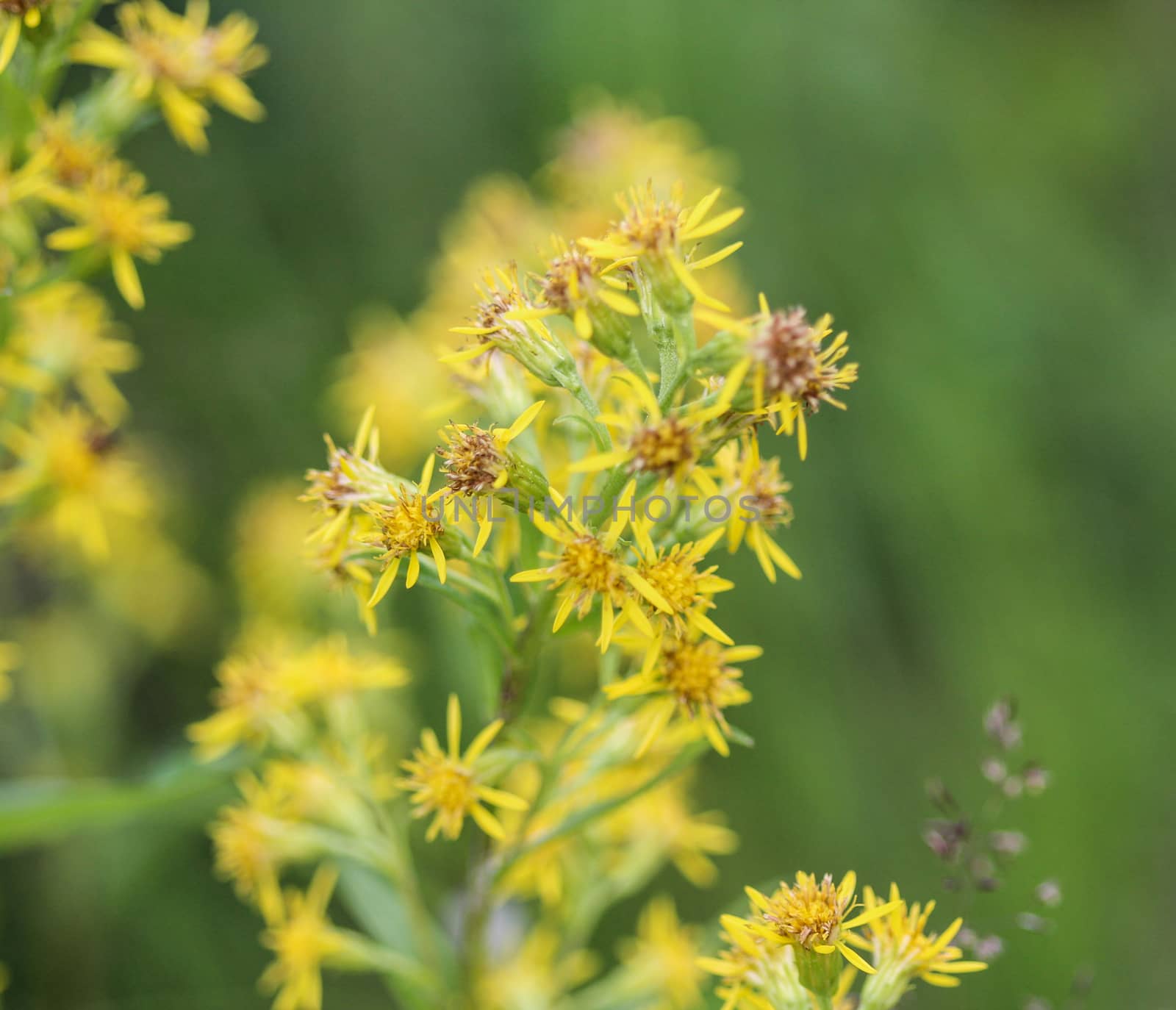 Close up of Solidago virgaurea, common called European goldenrod or woundwort