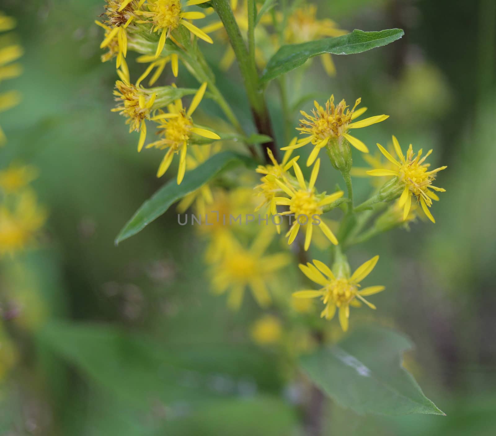 Close up of Solidago virgaurea, common called European goldenrod or woundwort