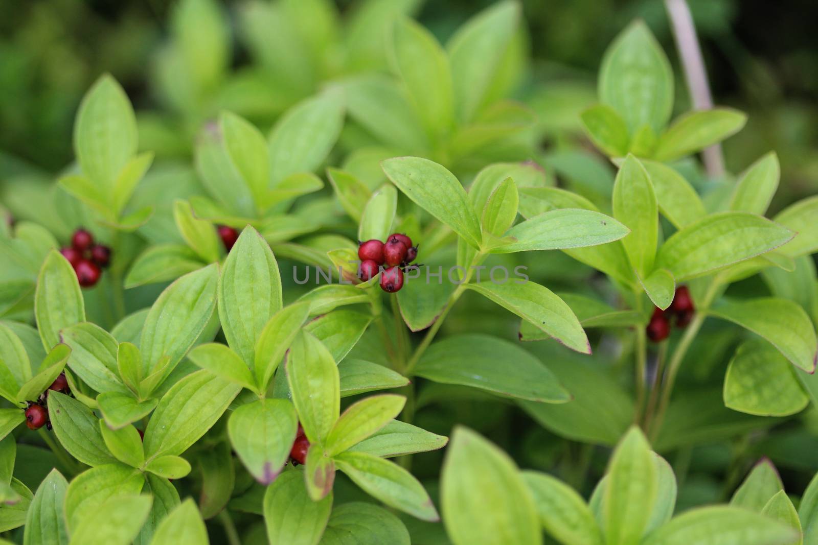 Close up of Cornus suecica, the dwarf cornel or bunchberry