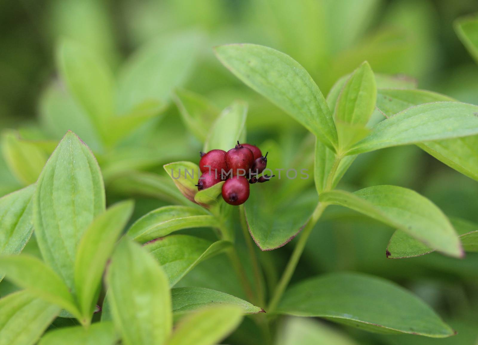 Close up of Cornus suecica, the dwarf cornel or bunchberry