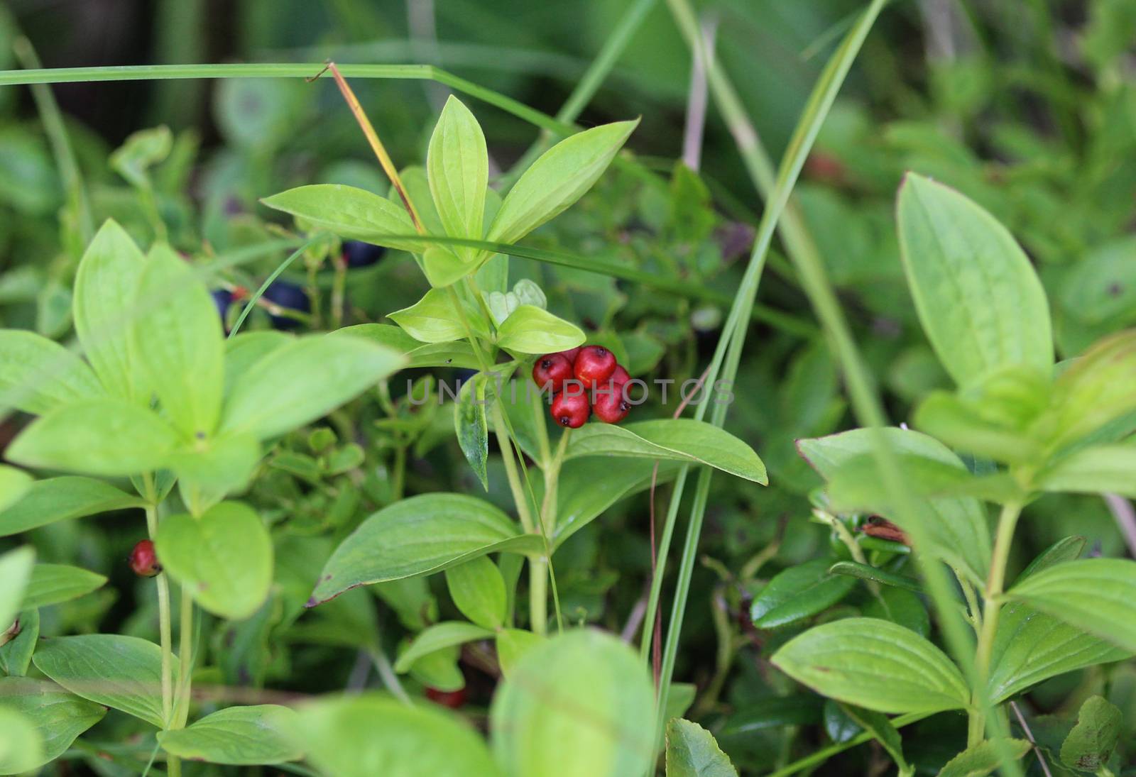 Close up of Cornus suecica, the dwarf cornel or bunchberry