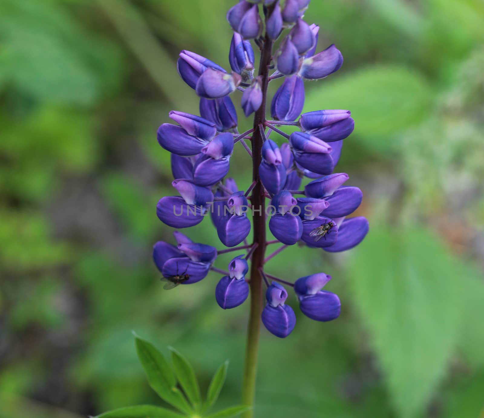 Close up of Lupinus polyphyllus flower, known as big-leaved lupine, many-leaved lupine or, garden lupin