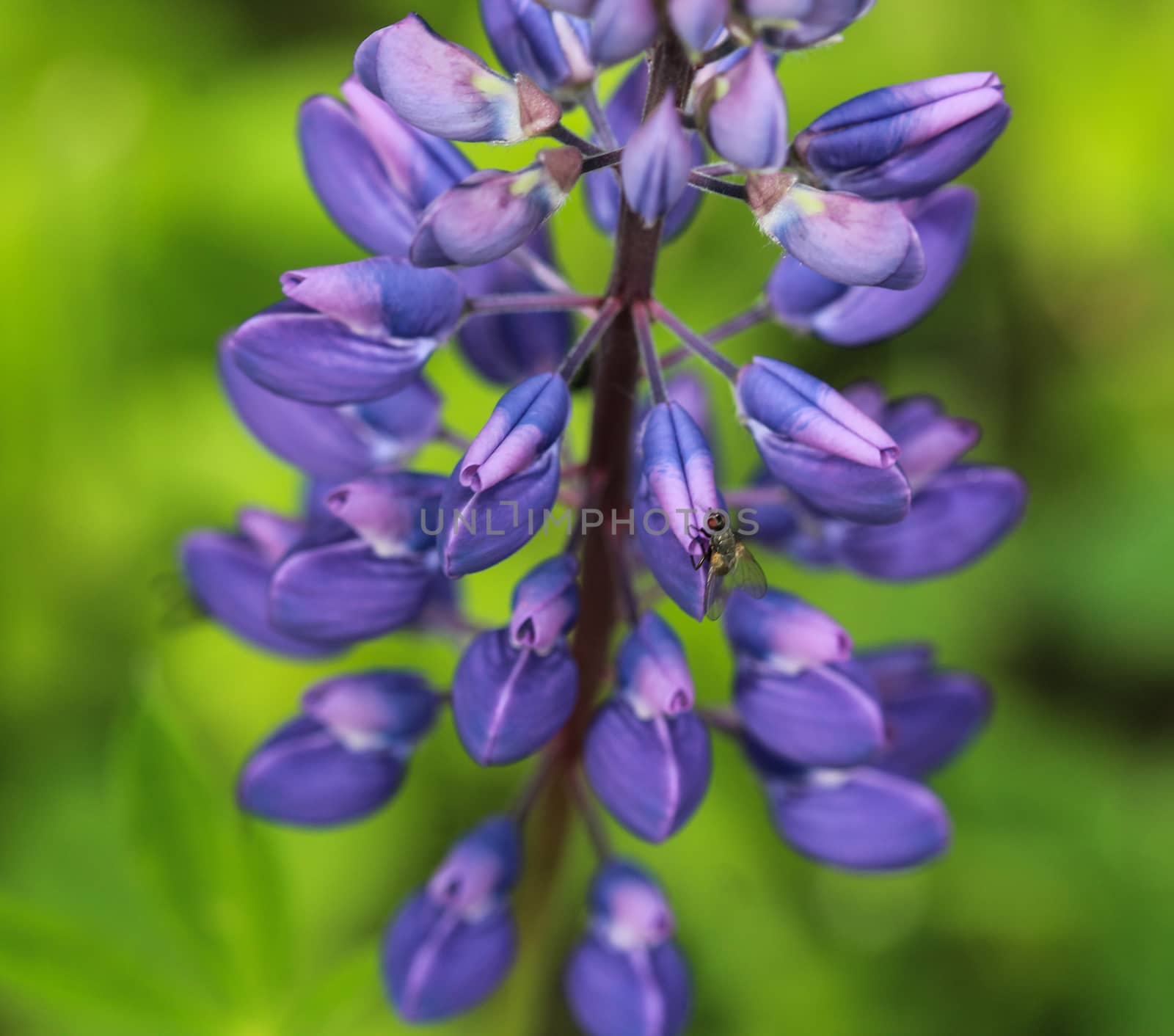 Close up of Lupinus polyphyllus flower, known as big-leaved lupine, many-leaved lupine or, garden lupin