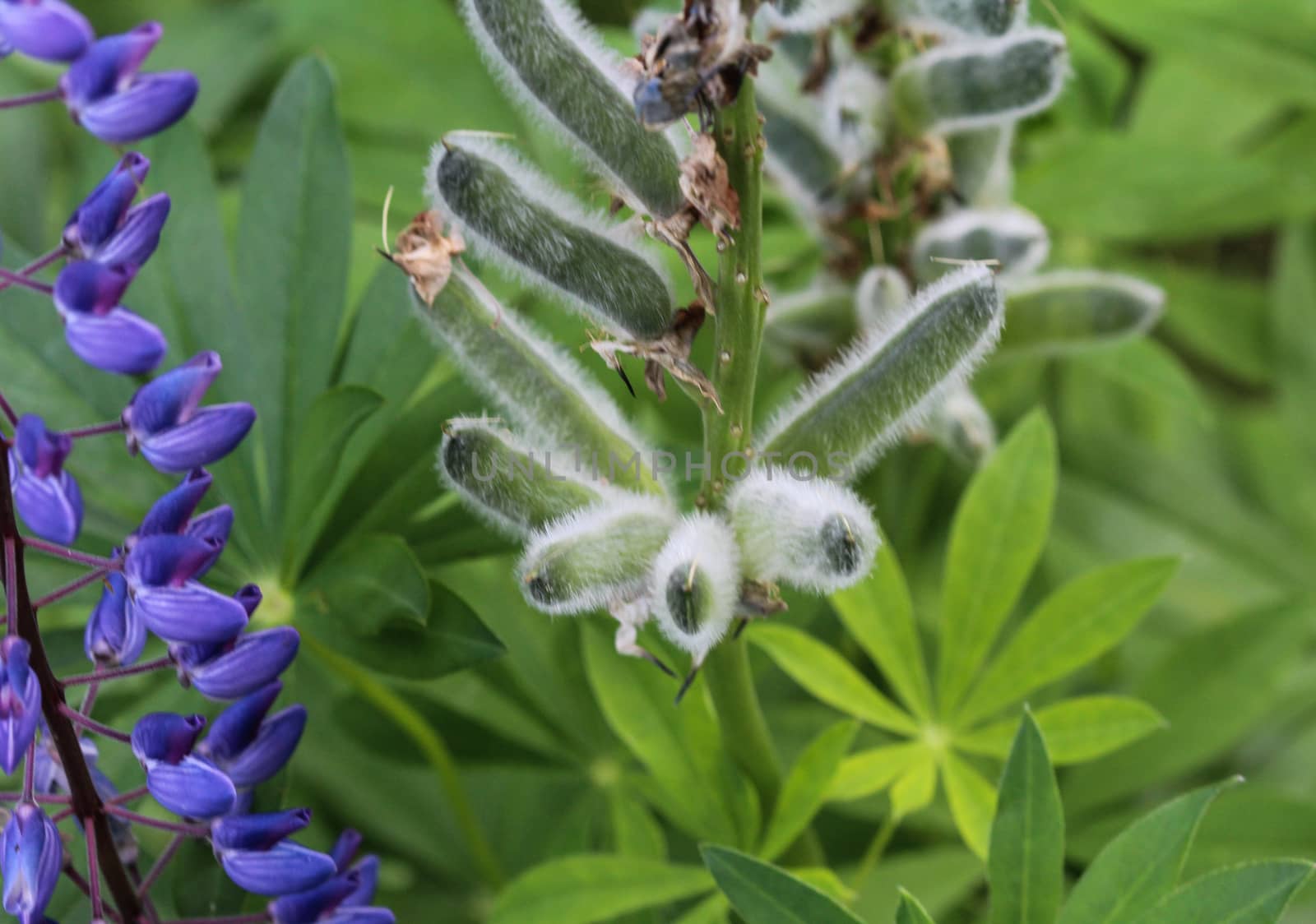 Close up of Lupinus polyphyllus flower, known as big-leaved lupine, many-leaved lupine or, garden lupin