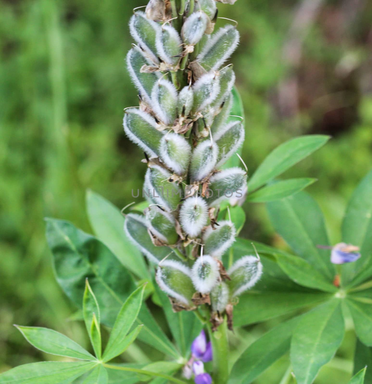 Close up of Lupinus polyphyllus flower, known as big-leaved lupine, many-leaved lupine or, garden lupin