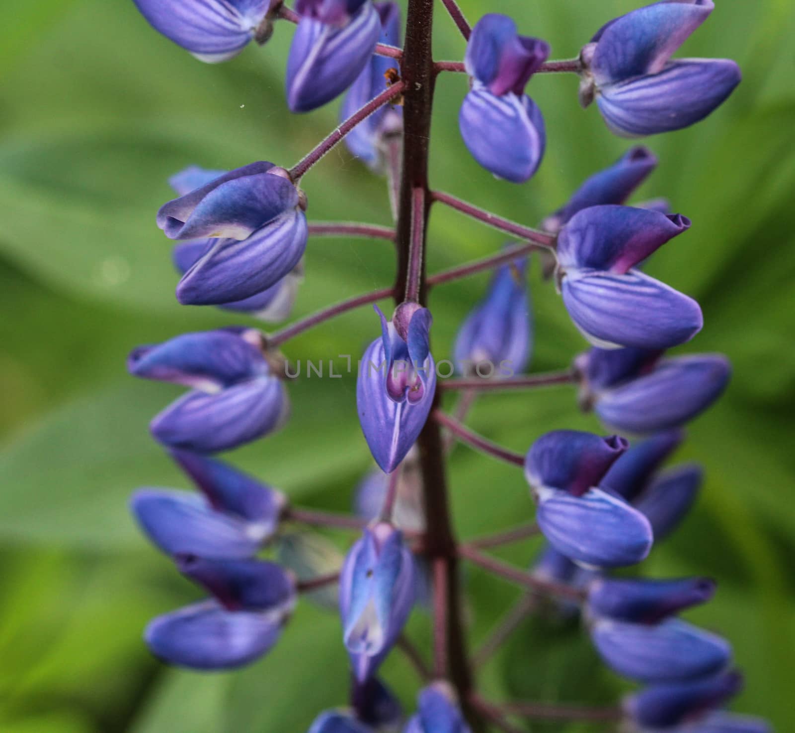 Close up of Lupinus polyphyllus flower, known as big-leaved lupine, many-leaved lupine or, garden lupin