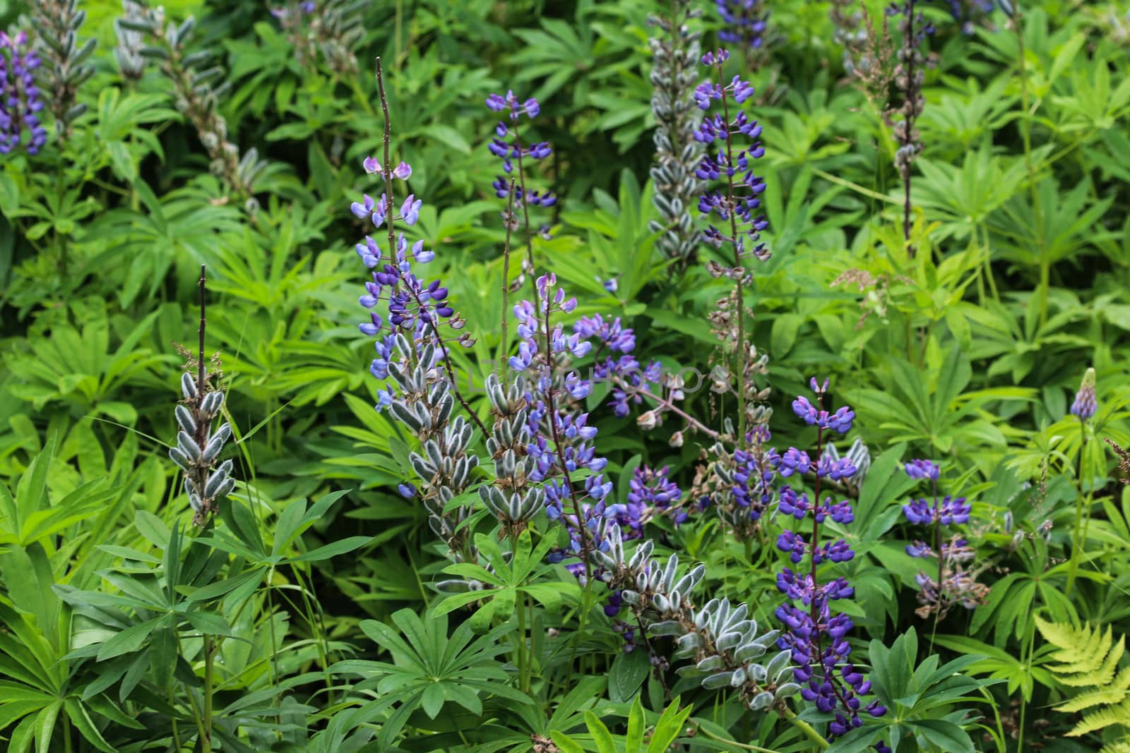 Close up of Lupinus polyphyllus flower, known as big-leaved lupine, many-leaved lupine or, garden lupin