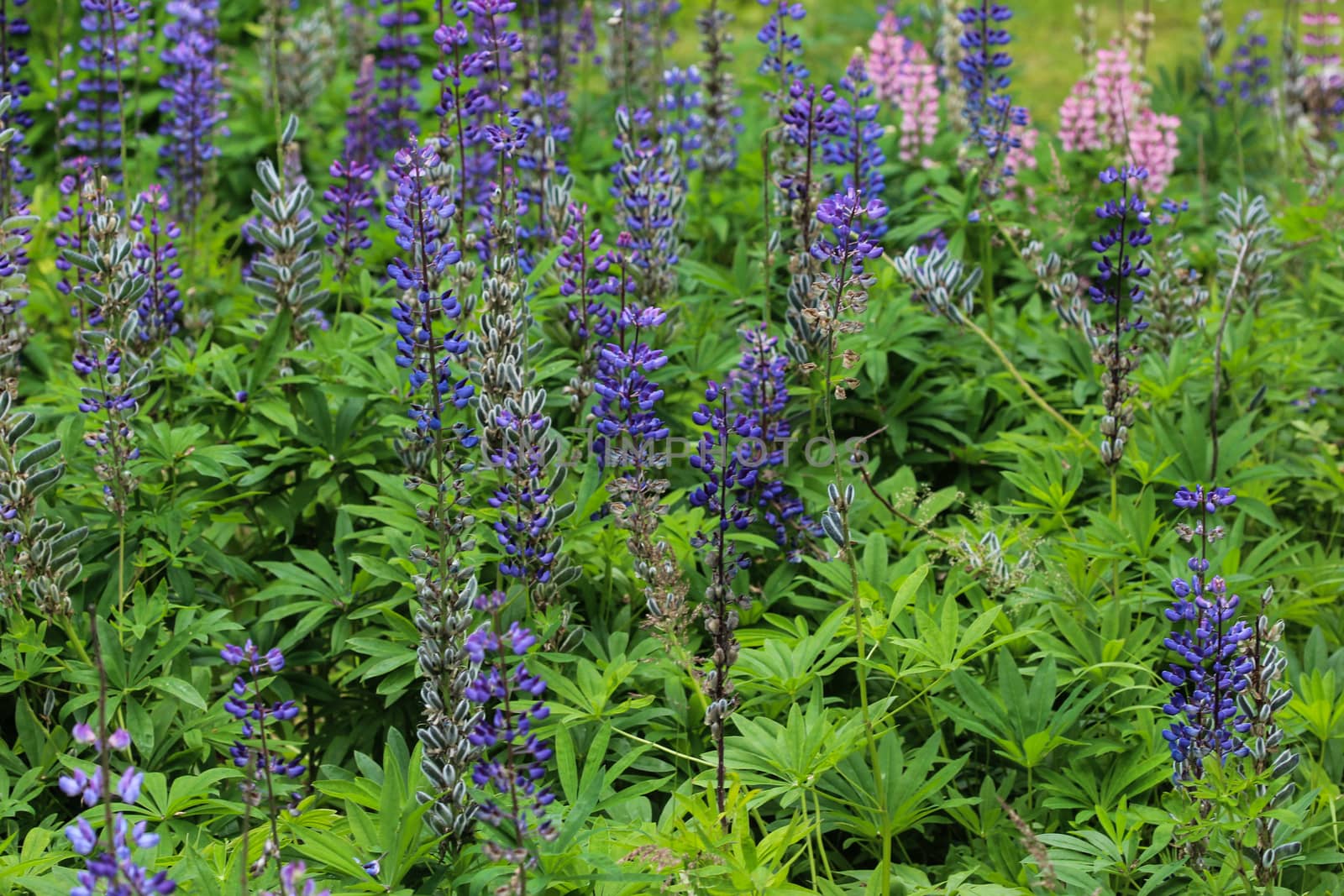 Close up of Lupinus polyphyllus flower, known as big-leaved lupine, many-leaved lupine or, garden lupin