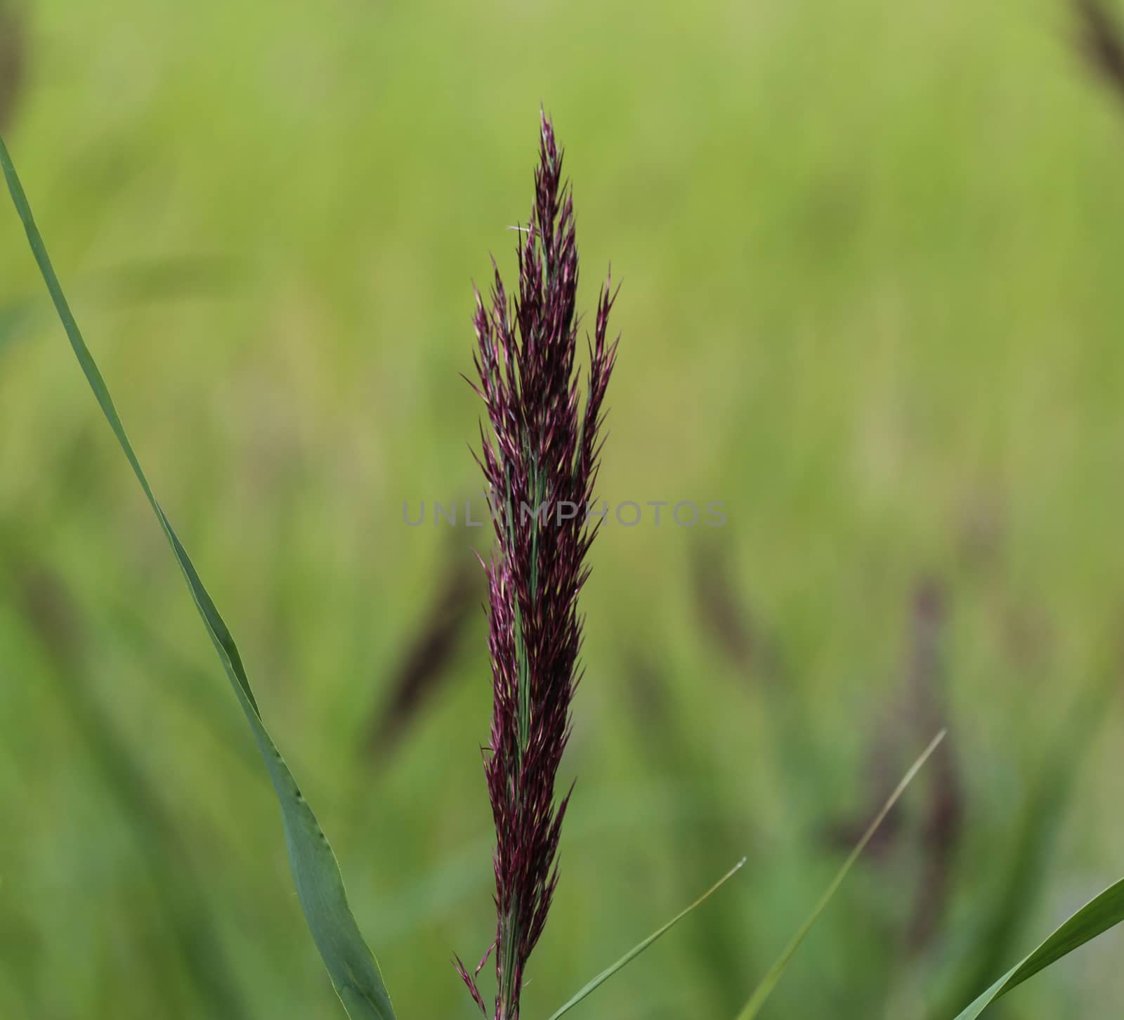 close up of Phragmites australis, also called common reed or reed