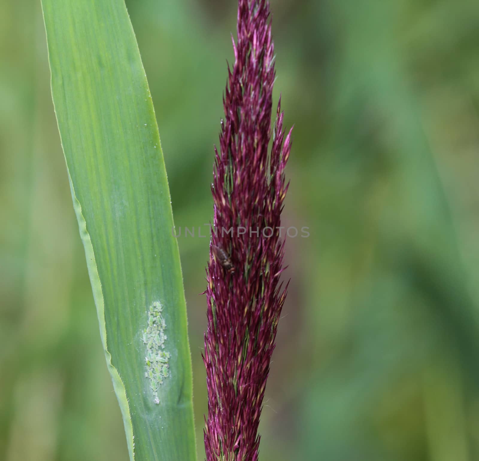 Phragmites australis, also called common reed or reed by michaelmeijer
