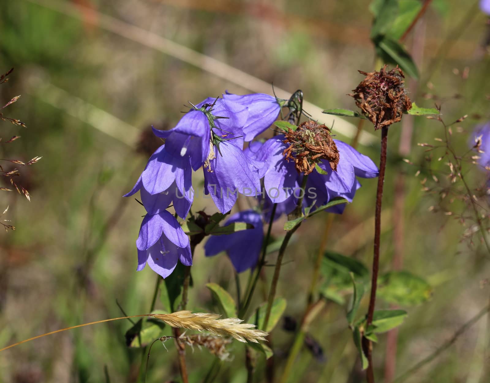 close up of Campanula rotundifolia, known as the harebell, bluebell, blawort, hair-bell and lady's thimble