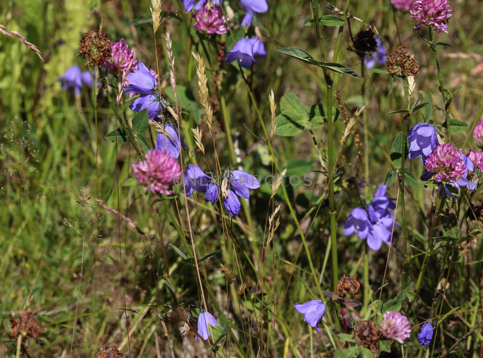 close up of Campanula rotundifolia, known as the harebell, bluebell, blawort, hair-bell and lady's thimble