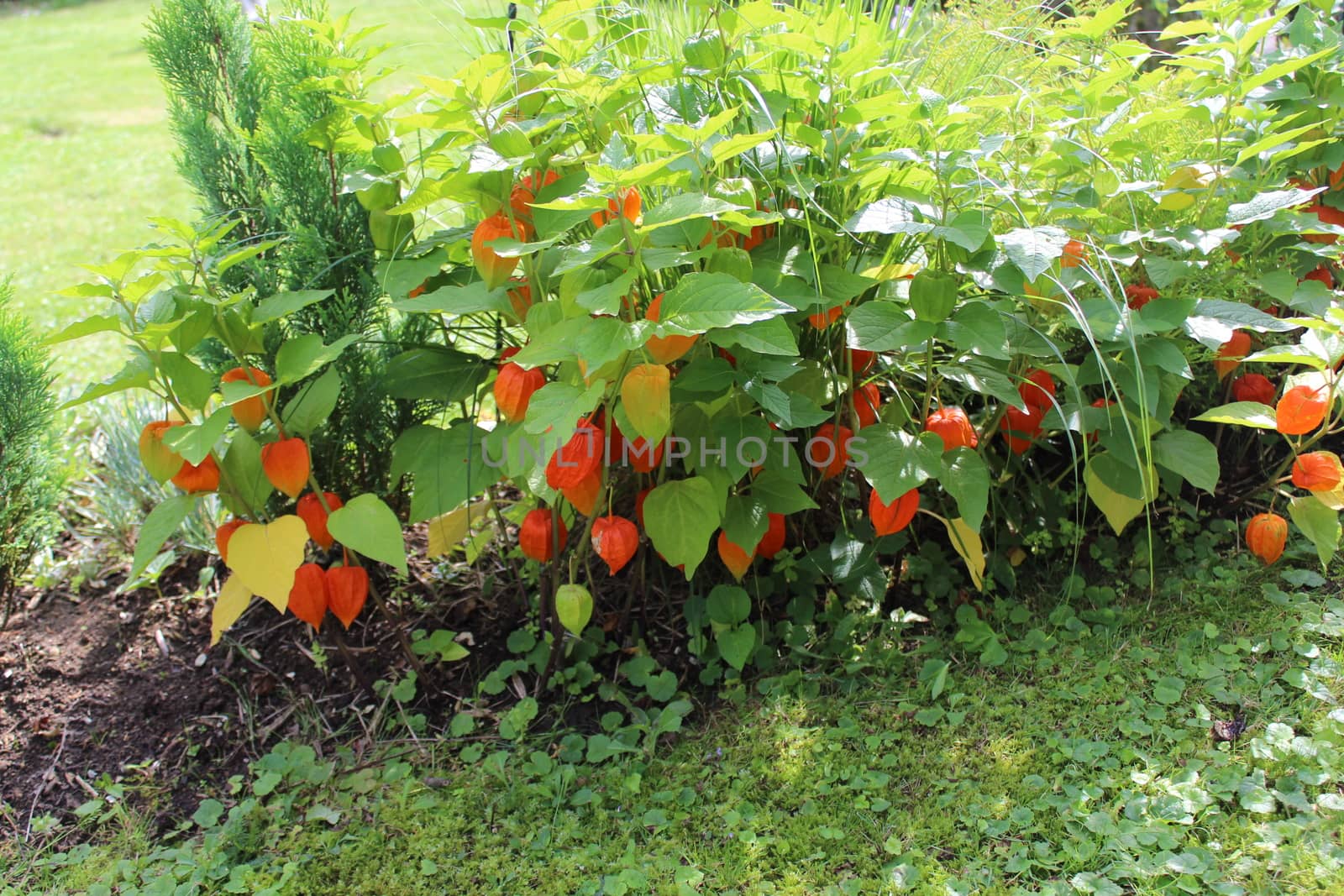 chinese lantern in the garden by martina_unbehauen