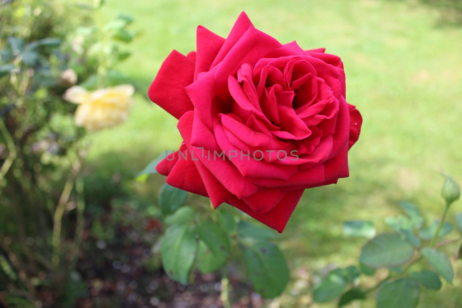The picture shows red roses in the garden.