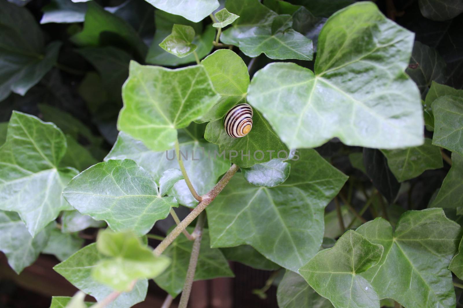 The picture shows ivy with a little snail.