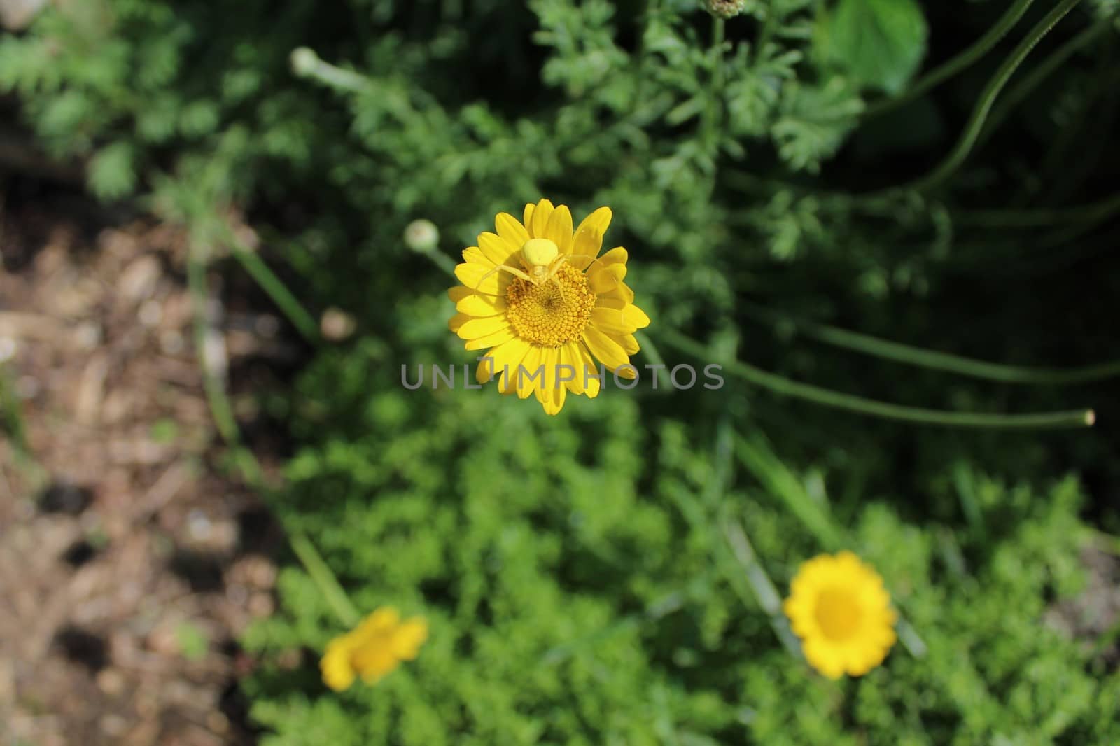 yellow spider on a flower by martina_unbehauen