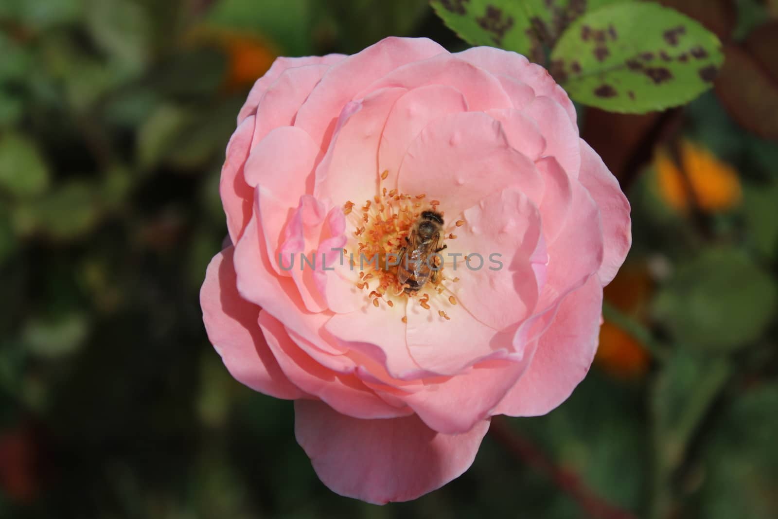 pink rose in the garden by martina_unbehauen