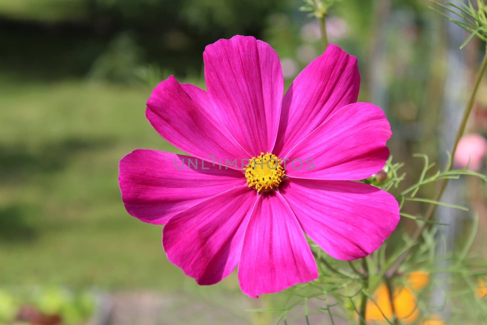 The picture shows a pink flower in the garden.