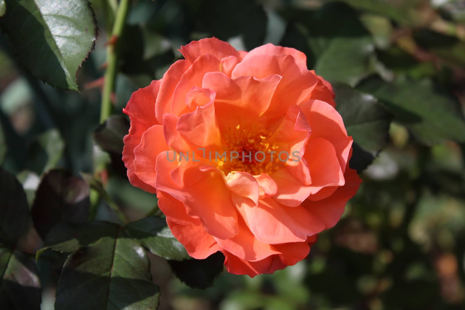 The picture shows a red rose in the garden.