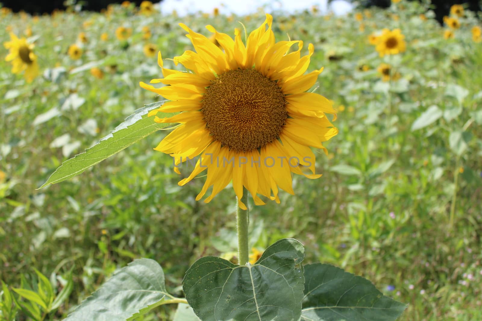 The picture shows beautiful sunflowers in the summer.