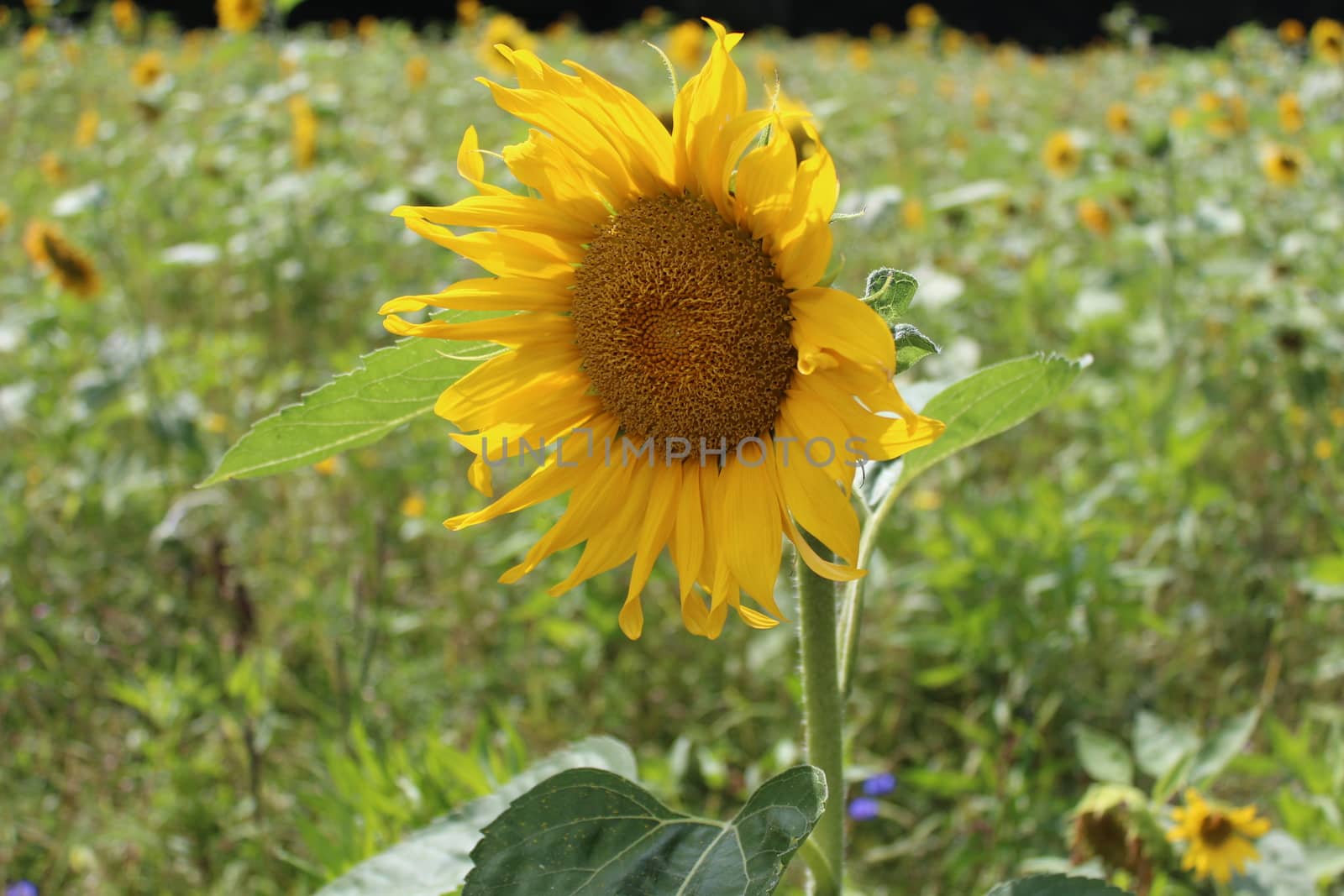 The picture shows beautiful sunflowers in the garden.