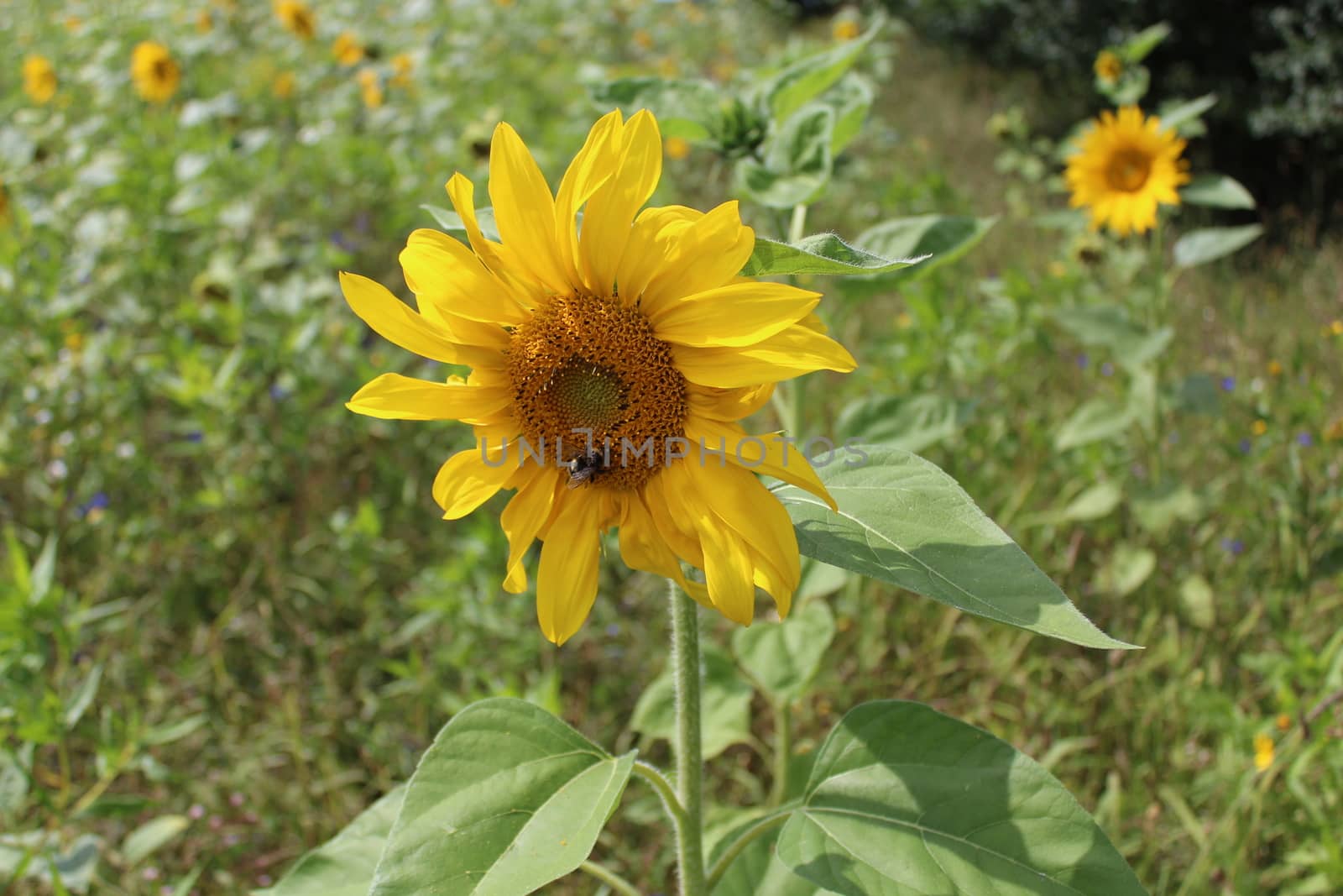 The picture shows beautiful sunflowers in the garden.