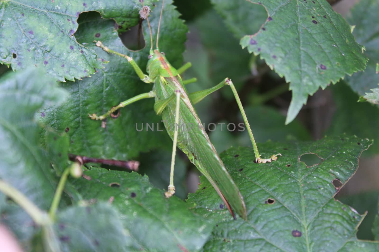 grasshopper in the nature by martina_unbehauen