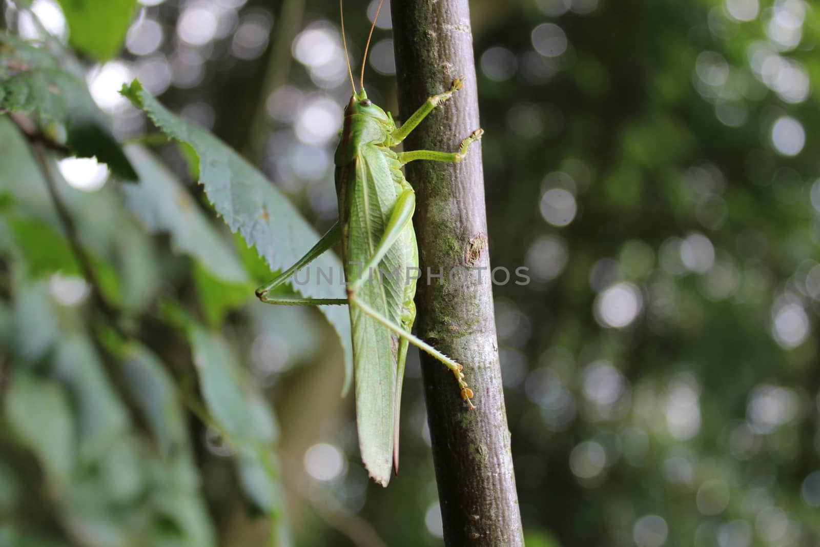 The picture shows a grasshopper in the nature.