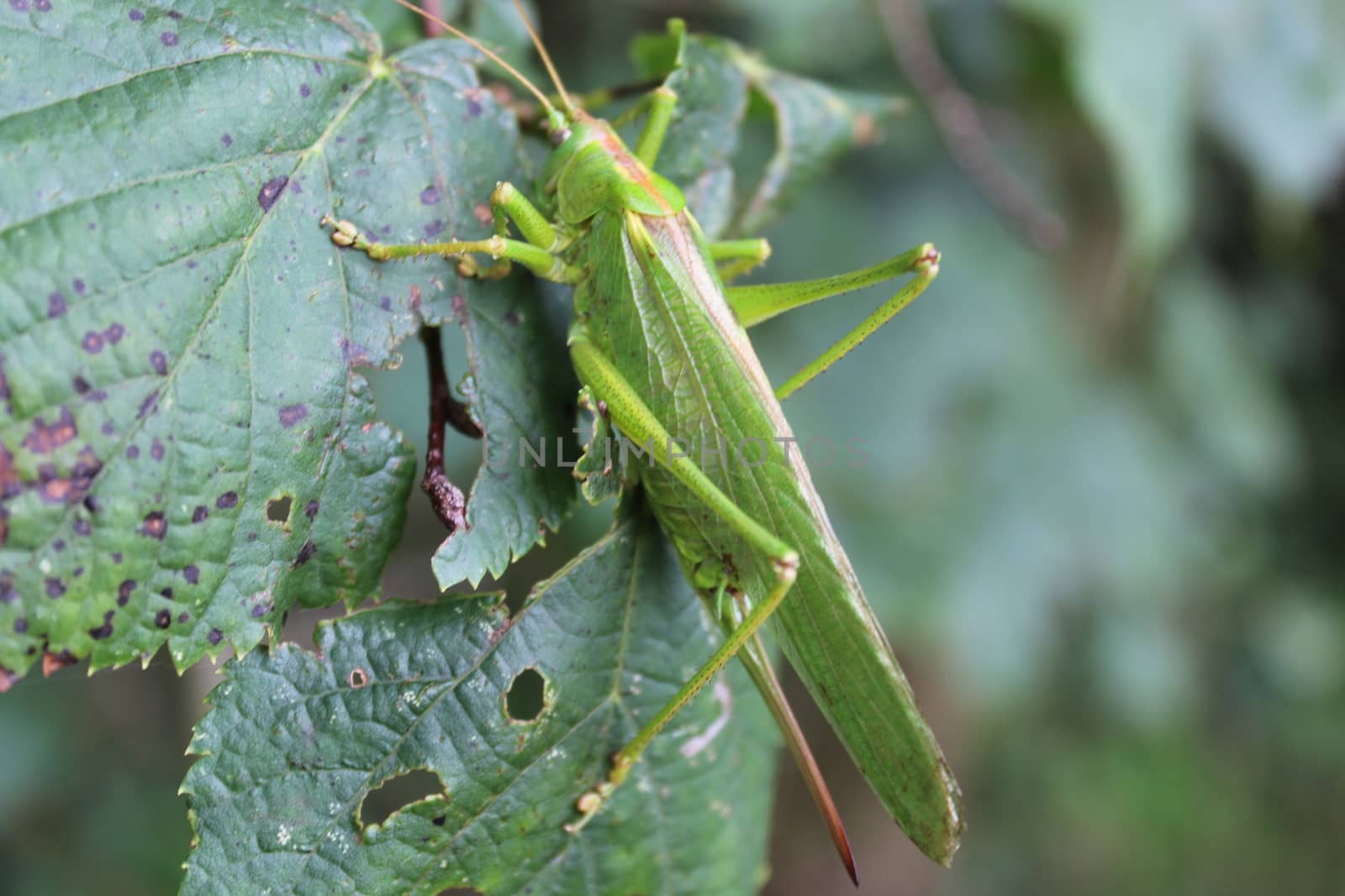 grasshopper in the nature by martina_unbehauen