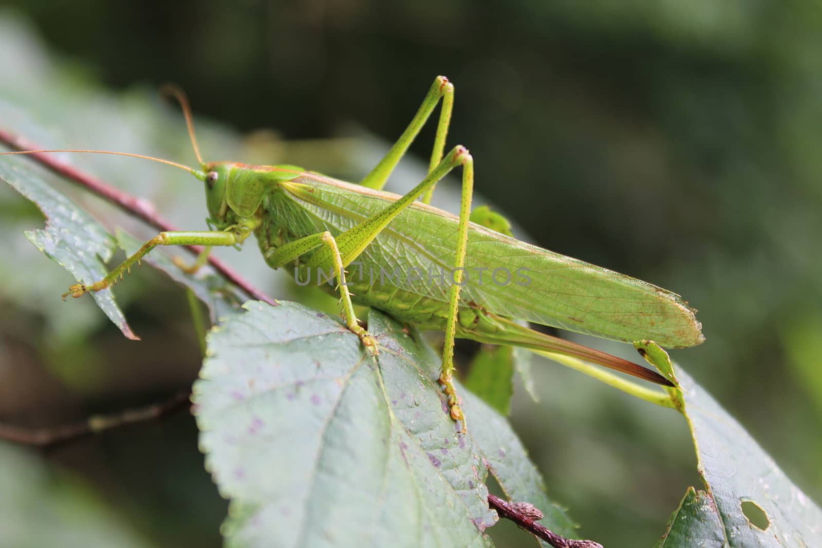 grasshopper in the nature by martina_unbehauen