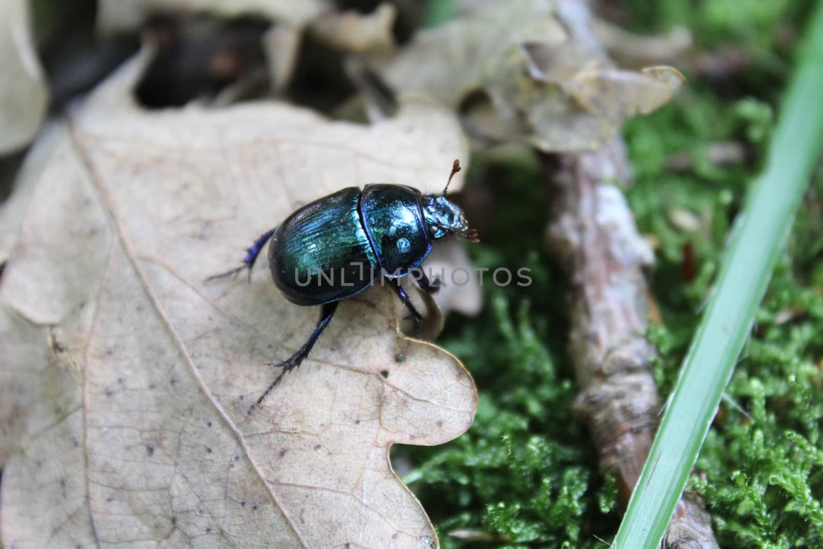 The picture shows a dung beetle in the forest.