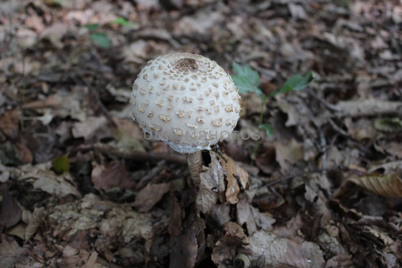 The picture shows a parasol mushroom in the autumn leaves.