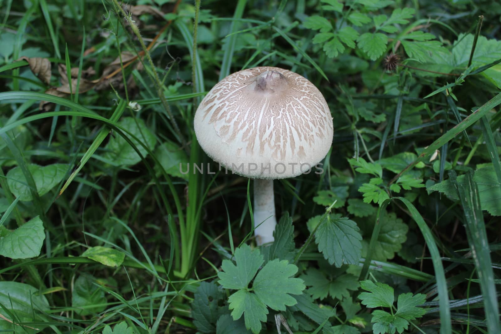 The picture shows a mushroom in the grass in the forest.