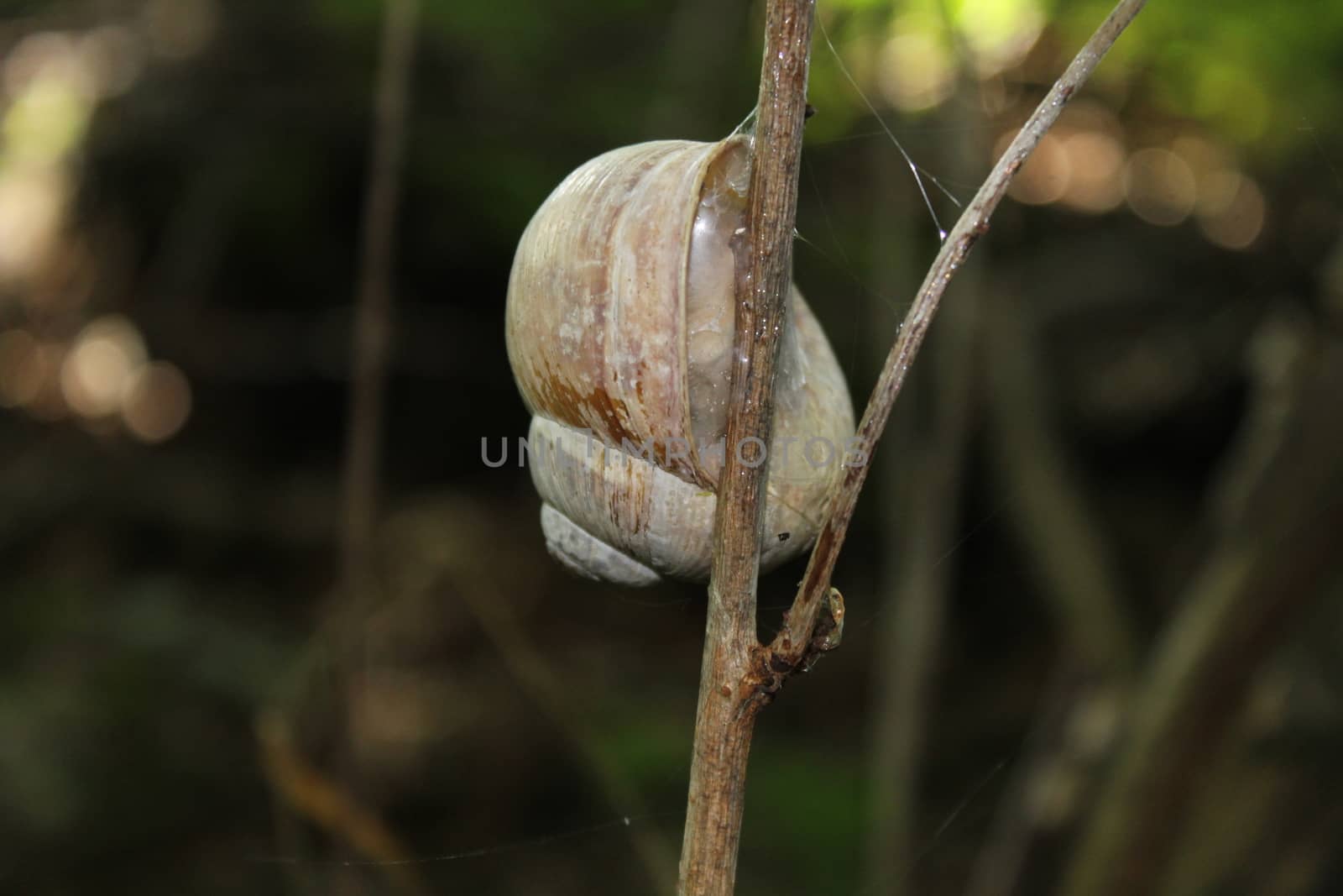 The picture shows vineyard snail in the forest.