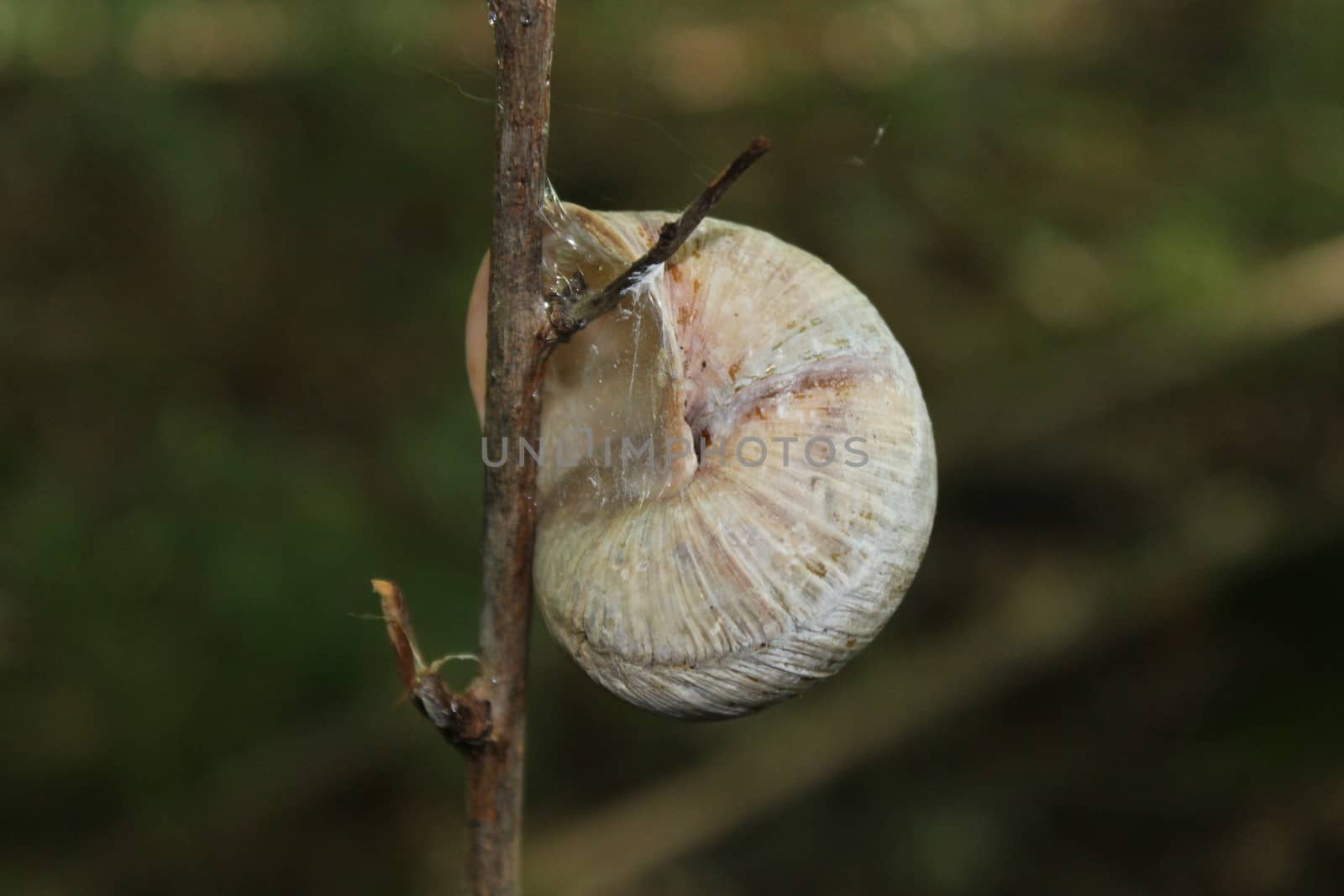 vineyard snail in the forest by martina_unbehauen