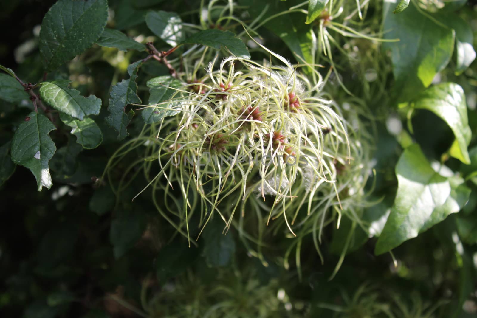 The picture shows wild grape in the autumn.