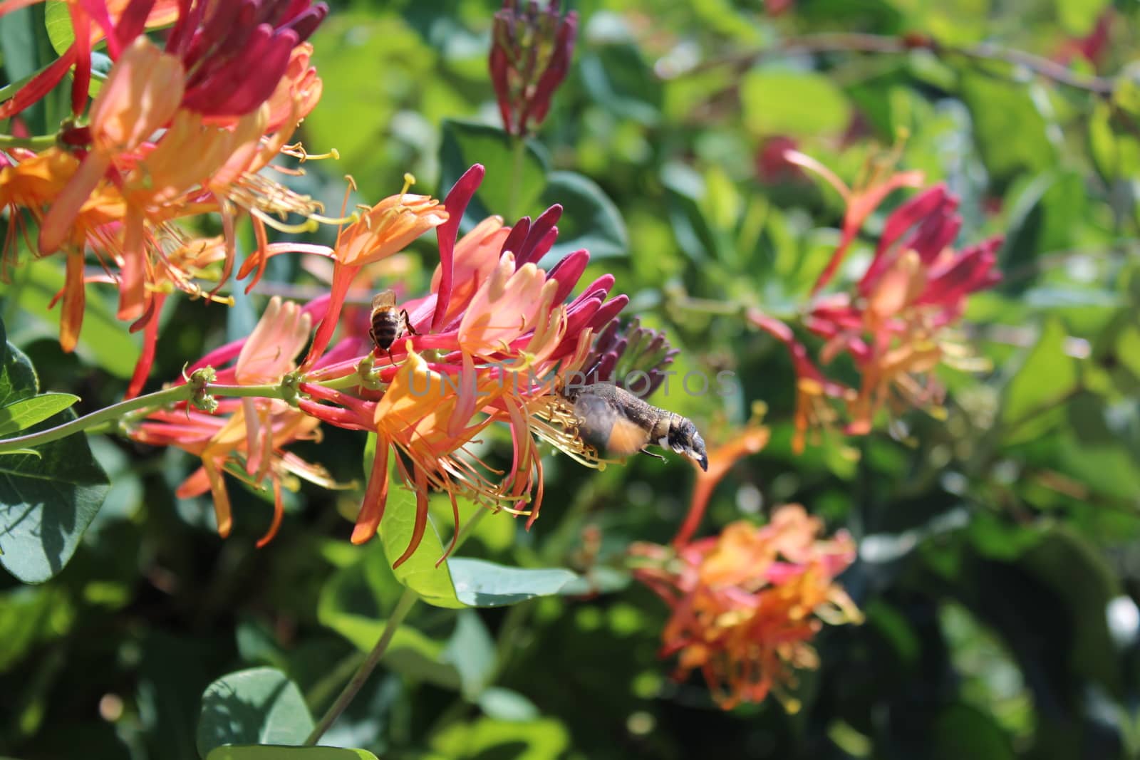 The picture shows honeysuckle in the garden.