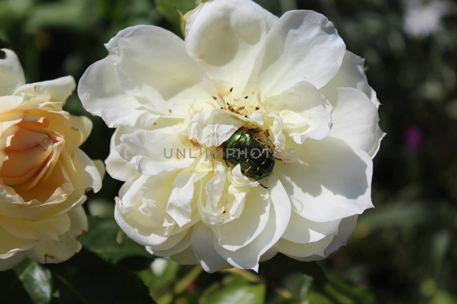 The picture shows a rose chafer in a white rose blossom.