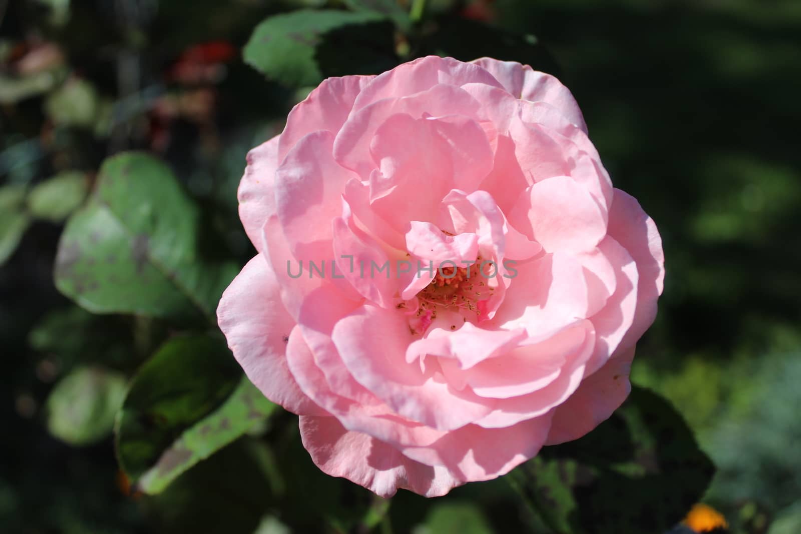 The picture shows a pink rose with buds in the garden.