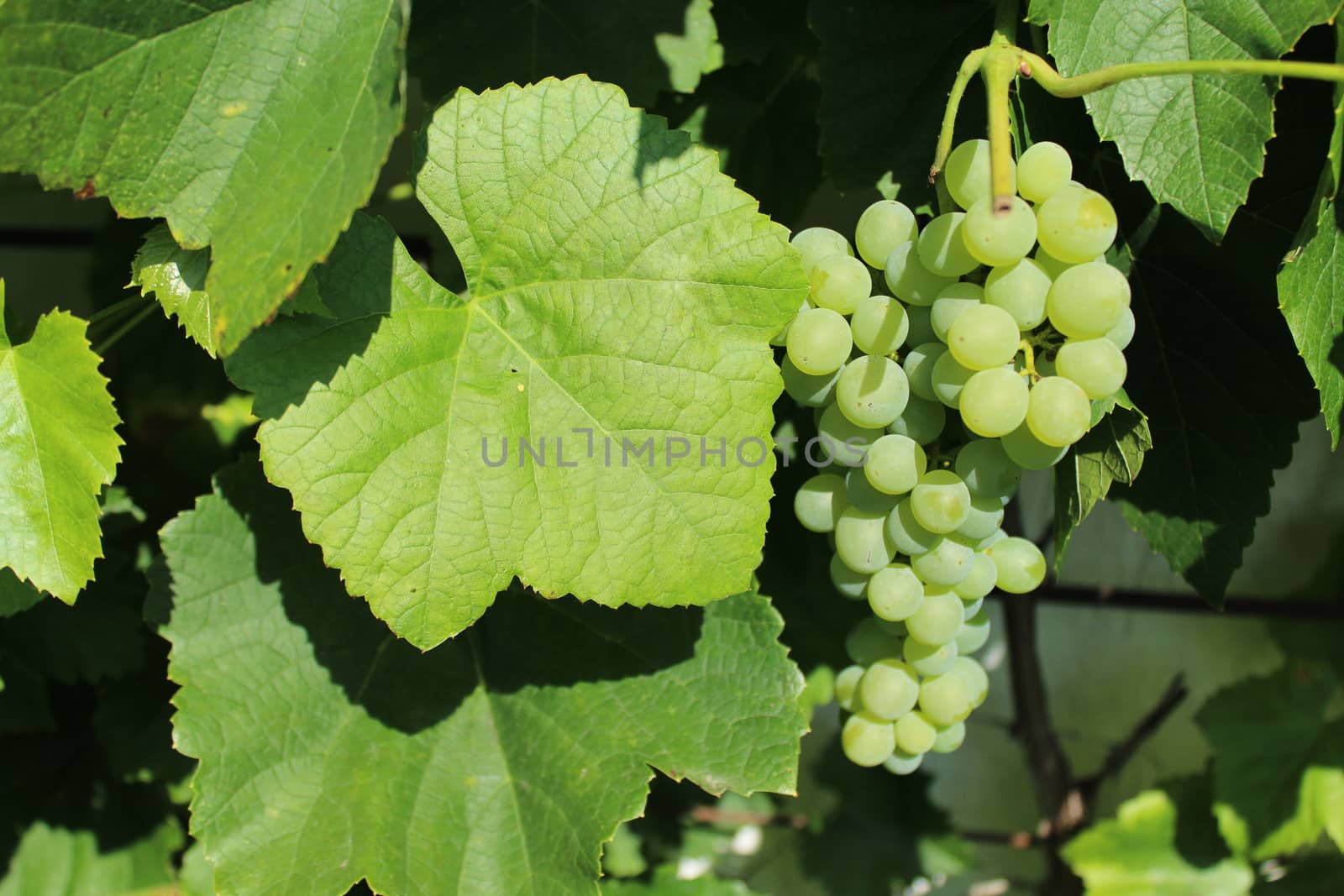 grapes in the garden in the summer by martina_unbehauen