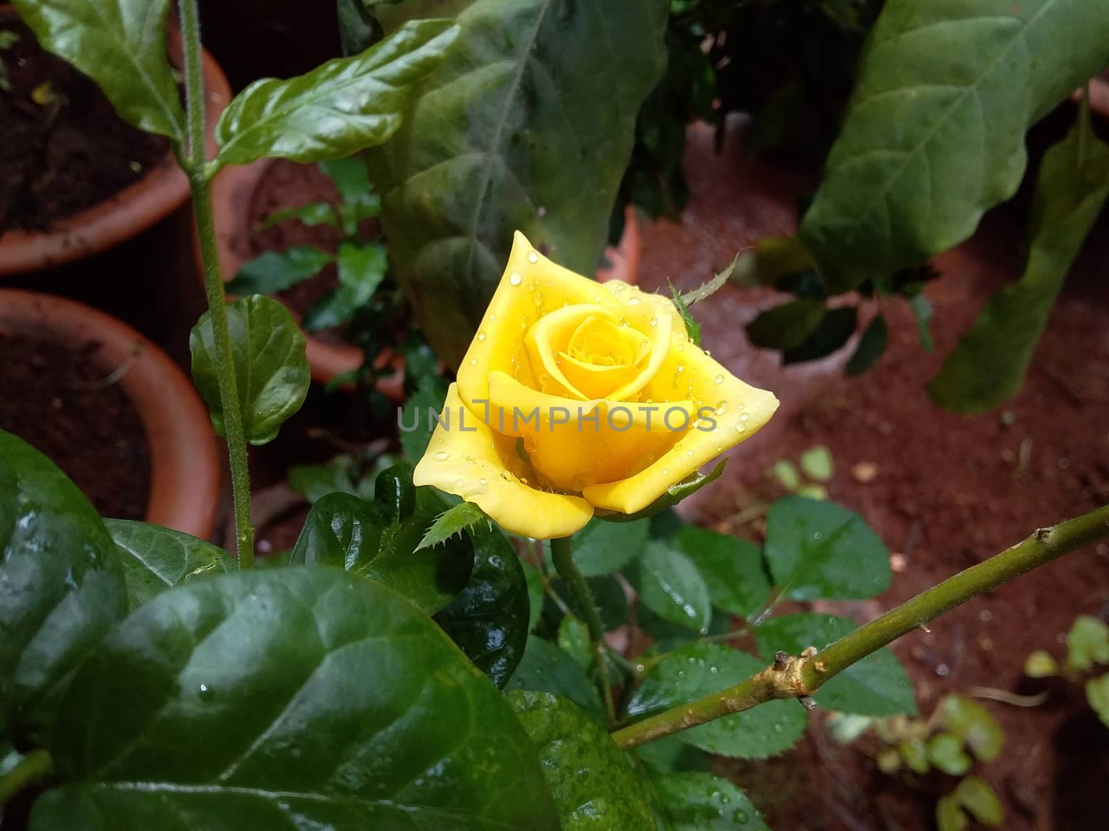 a single yellow rose in my garden