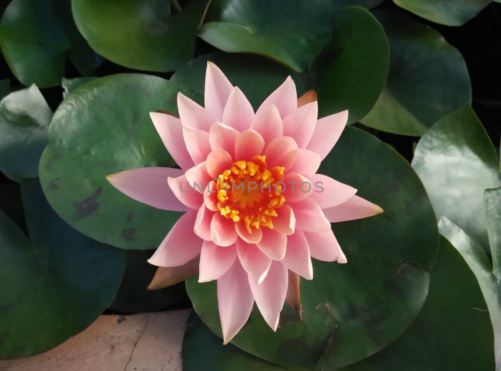 water lily in the pond